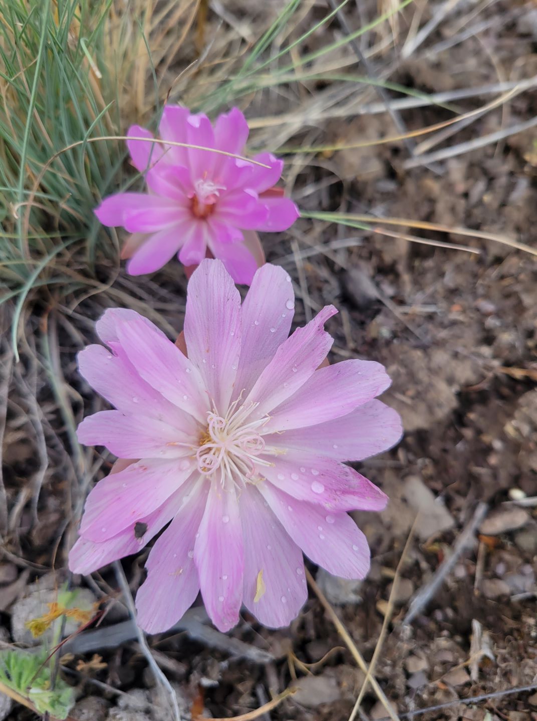 Fun Forest Find: Bitterroot Flower (Lewisia rediviva) Edibility